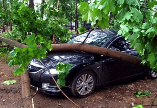Что делать, если на вашу машину упало дерево